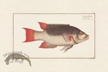 BLOCH FISH 255